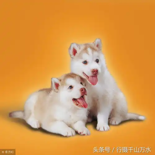 今天是狗年大年初三,分享12张可爱的狗狗照片,祝你狗年兴旺发达