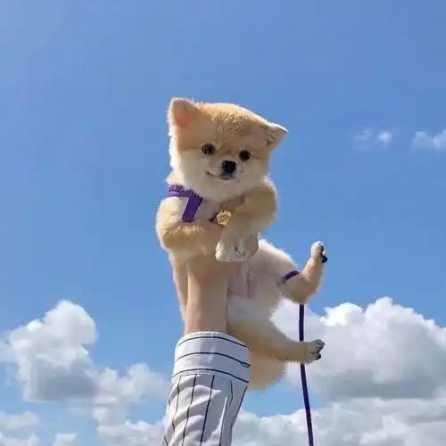  狗狗尿液是这个颜色,需要就医啦
