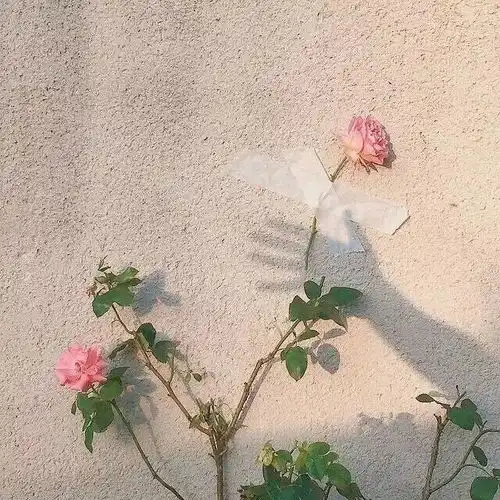 背景图简单小清新花朵封面图头像