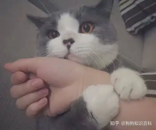  养猫有哪些难忘的瞬间吗