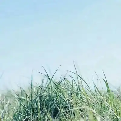  微信头像花草唯美小清新2018最新