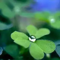 幸运草造型头像图片情侣