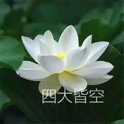  妈妈们用的微信头像花开富贵荷花超级有也有内味