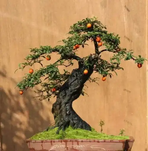  旺财又旺运的八大品种