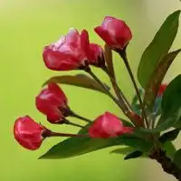  鲜花头像