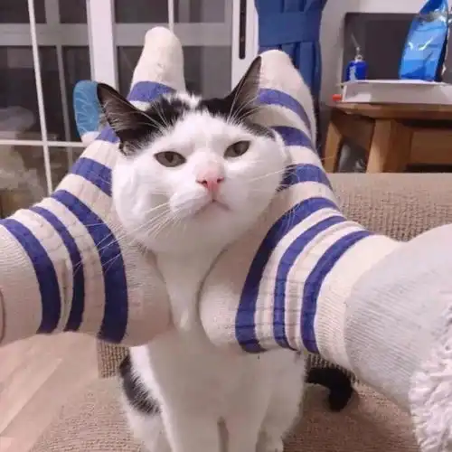 闺蜜双人头像猫咪趣图
