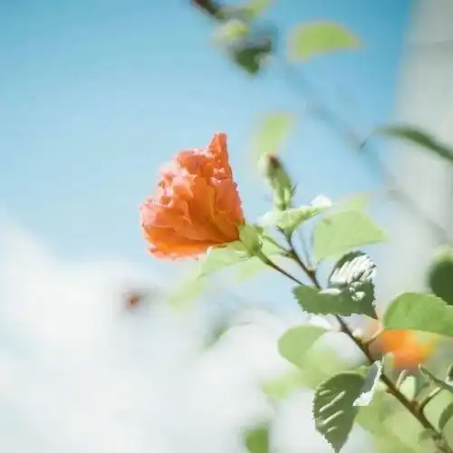 阳光满满的早安心语,简短精致,沁人心脾