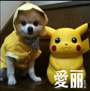  萌萌萌狗狗