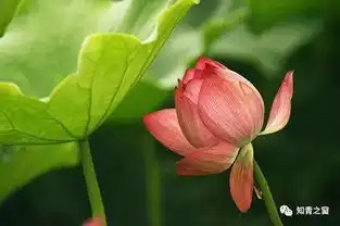  无言花自香淡定人从容