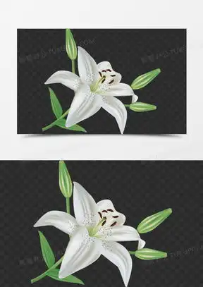  百合花图像微信头像大全