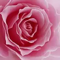  2019好看的微信头像花朵2019最新魅力好看花朵头像