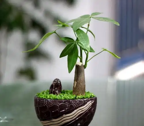  养发财树,做好几点,长得超好超旺盛