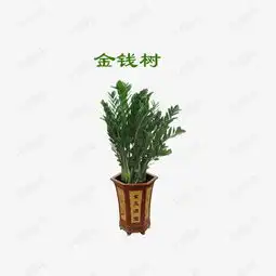  金钱树素材图片免费下载高清装饰图案psd千库网图片编号2714030