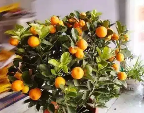  马鞍山人,过年了,家里放这些植物大吉大利