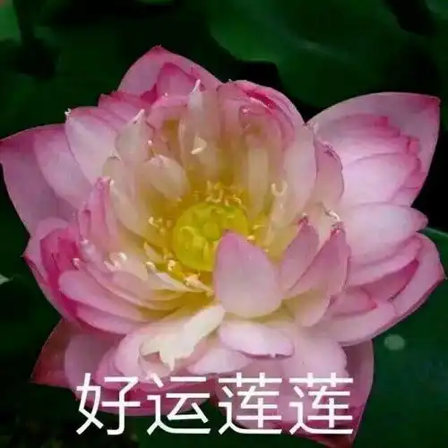  给白羊座4点建议,让你在2021牛年后三个月牛运相伴,越战越勇