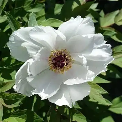  2023最新纯白干净白色花朵风景头风景静物头像我要个性网