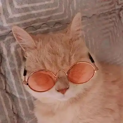  2023最新呆萌猫咪可爱图片