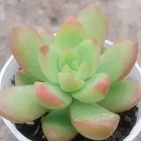 女生头像花朵唯美清新花