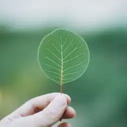  微信头像花草唯美小清新2018最新