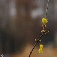  腊梅头像冬天唯美腊梅头像图片