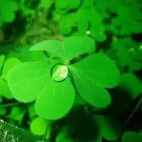  吉利花草微信头像图片大全微信头像图片大全