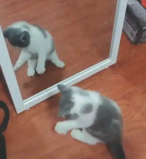  30元买了一只小奶猫,看到它照镜子的反应,闺蜜要花五倍价钱买走