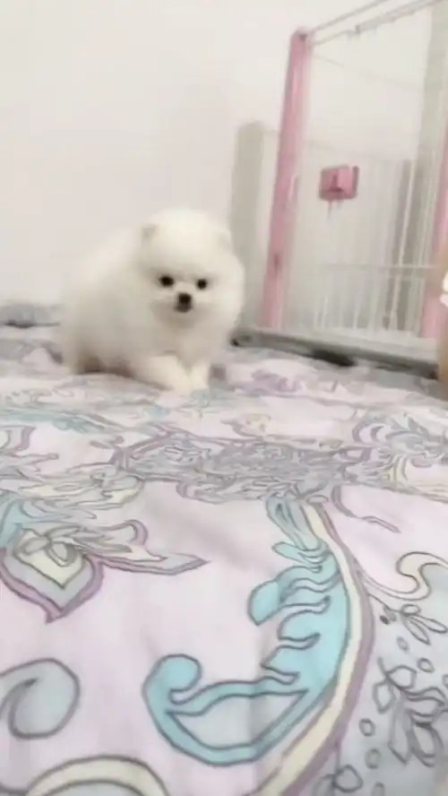  奶声奶气,奶凶凶