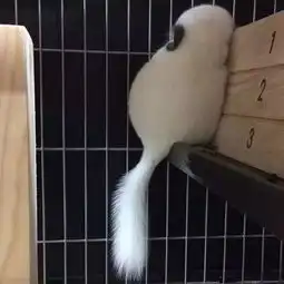  萌萌哒龙猫来了