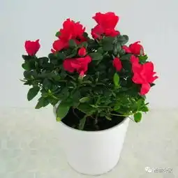  净化甲醛的三甲盆栽,绿萝吊兰都排不上号