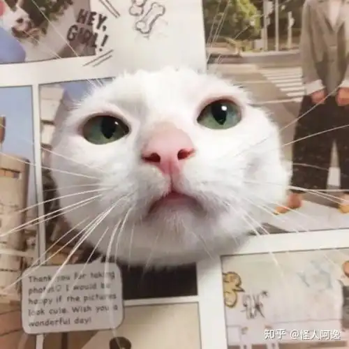  这个猫头像的情侣头像谁能找下