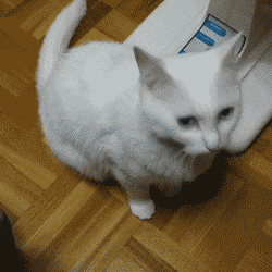  搞笑段子猩猩老弟,有点素质,把东西赶紧还给美女