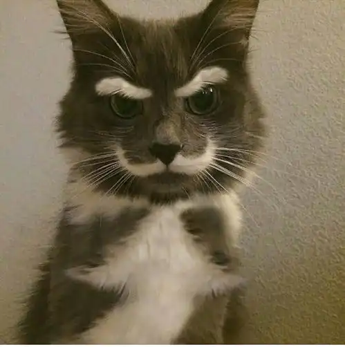 情侣头像奶凶奶气的猞猁
