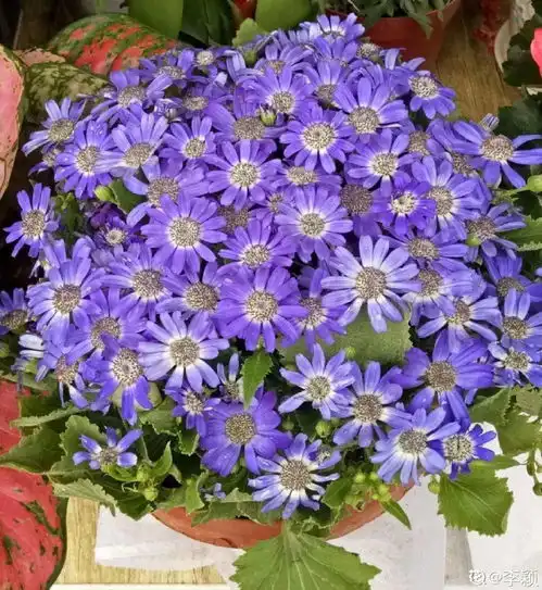  6种花是一次性,开完可以扔了,别再浪费时间