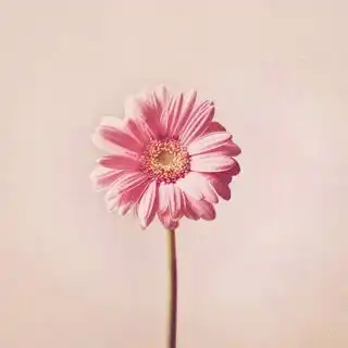  在线收听夏天的蒲公英荔枝