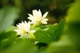 无催告情形下合同解除权是否消灭