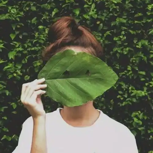  经二路的树叶