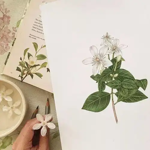  清新治愈的彩铅花卉,太漂亮了