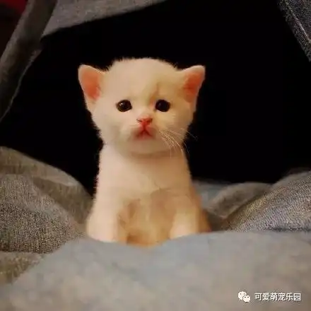  喵星人的战斗,谁才是最后的赢家呢