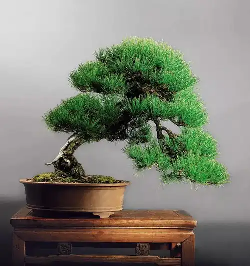  女人松盆景,妩媚动人