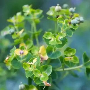  ipad绿色植物iphone4s壁纸iphone4壁纸ipad2壁纸免费下载