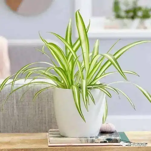  夏季清新植物,简洁自然风植物家居