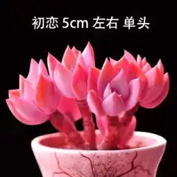  最爱的就是喵大大的美拍