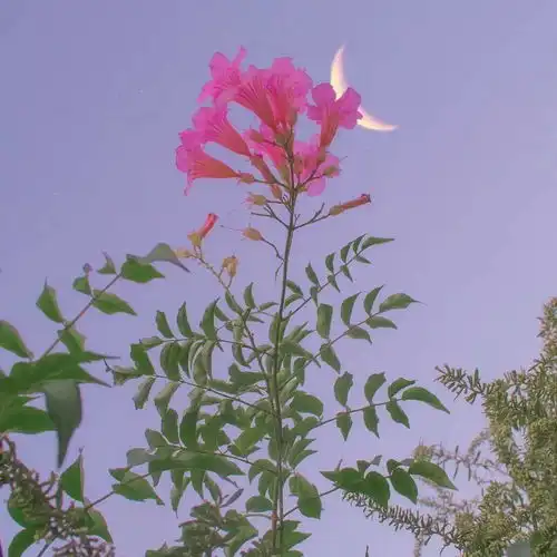  朋友圈背景白白胖胖,充满希望