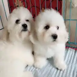  烟台宠物狗批发市场
