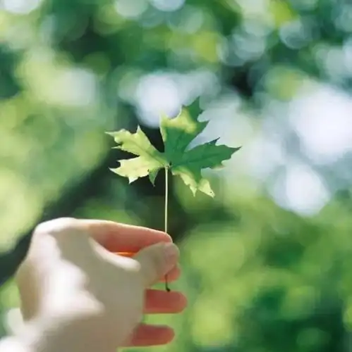 四叶草头像 小清新好想