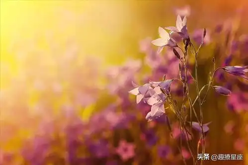  恭喜2025上半年吉兆最旺星座榜,财运上涨,好运翻红,收获满满摩羯座巨蟹座天秤座双子座白羊座十二星座网易订阅