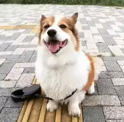  养狗之后我患上这么多病,而且无药可治...