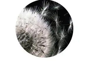  现代简约意境唯美蒲公英电视背景墙壁画图片素材效果图下载