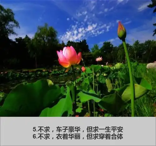  人活着9不懂,9不过,9不求,9不可,9不交句句经典