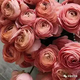  鲜花和星座的结合,这才是送花最新的打开方式